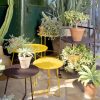 Cocotte-42372